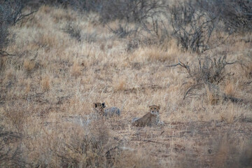 Two cheetahs resting in golden dry grass in Samburu Kenya © Manel Vinuesa