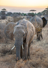 African Elephant Walking Towards Camera with Herd in Samburu National Reserve, Kenya © Manel Vinuesa