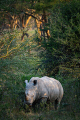 White Rhinoceros Standing Among Thorny Bushes in Lake Nakuru National Park, Kenya © Manel Vinuesa