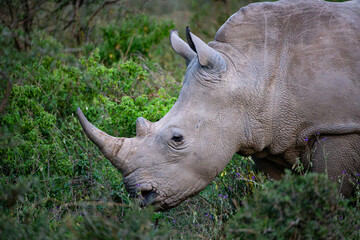 Close-up of a White Rhinoceros Standing Among Thorny Bushes in Lake Nakuru National Park, Kenya © Manel Vinuesa
