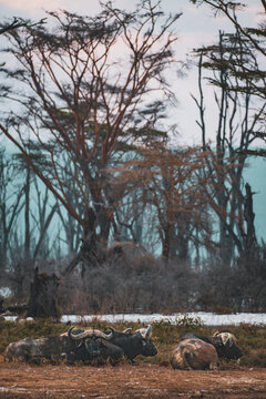 African Buffaloes Resting by Flooded Trees in Lake Nakuru National Park, Kenya
