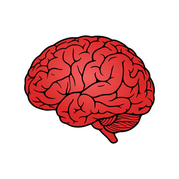 Human Brain Organ Anatomic Vector Illustration