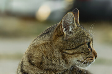 Profile portrait of a domestic tabby cat looking away    © Dimitar
