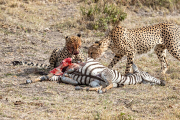 Kenya, Maasai Mara National Reserve, Cheetah (Acinonyx jubatus), male and a kill © Luigi