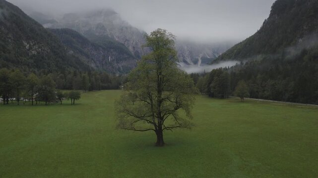 An aerial of a lone elm tree in a field with clouds and mountain in the distance, Logarska Dolina, Slovenia