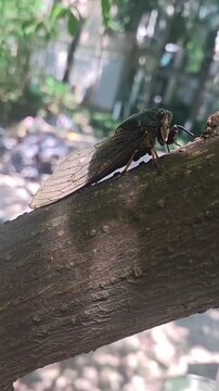 A Cicada Perched on a Tree Branch