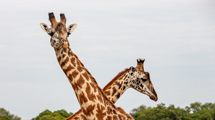 Kenya, Maasai Mara National Reserve, Masai Giraffe (Giraffa camelopardalis tippelskirchi) © Luigi