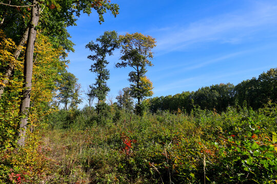 Tall trees with colorful autumn crowns rise above dense bushes under a bright blue clear sky. Sunlight illuminates the vibrant foliage, creating a warm and peaceful atmosphere in the woods. Scenic nat