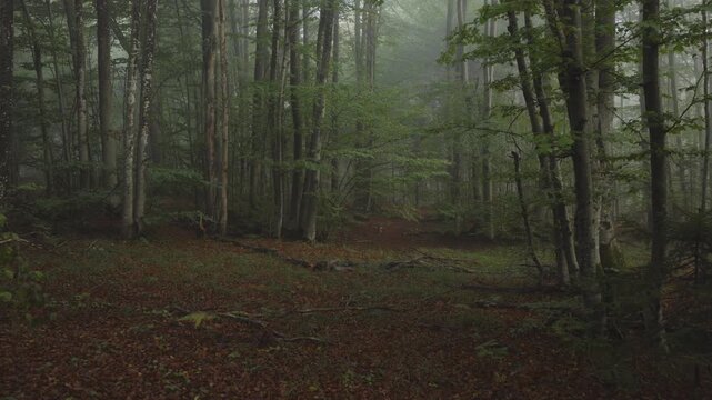 An aerial view moving through the European Beech woods near Plitvice National Park, Croatia