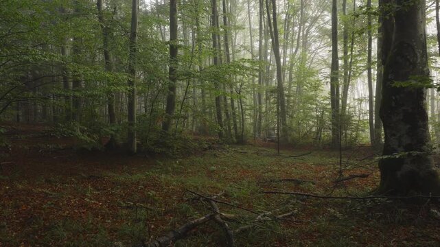 An aerial view moving through the European Beech woods near Plitvice National Park, Croatia