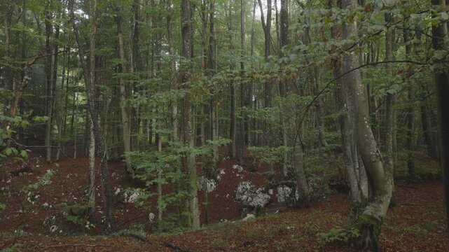 An aerial view moving through the European Beech woods near Plitvice National Park, Croatia