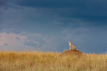 Kenya, Maasai Mara National Reserve, Cheetah (Acinonyx jubatus), male © Luigi