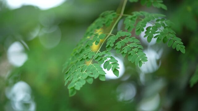 Drumstick leaves are extremely beneficial for health.