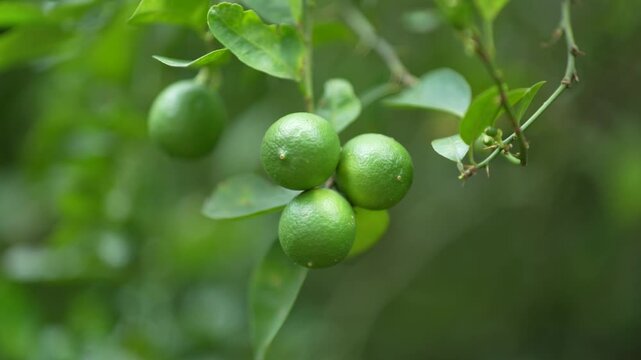 The lemon tree has borne lemons.