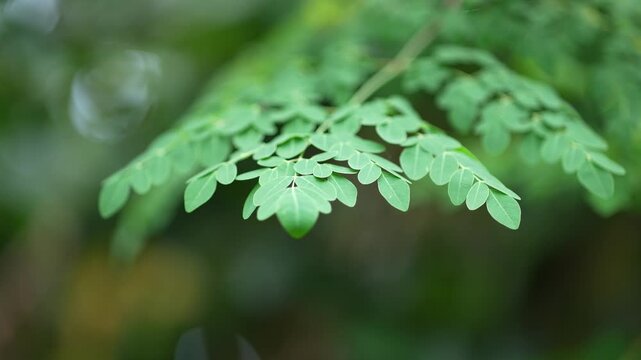Drumstick leaves are extremely beneficial for health.