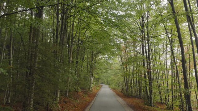 An aerial view moving down a road through the European Beech woods near Plitvice National Park, Croatia