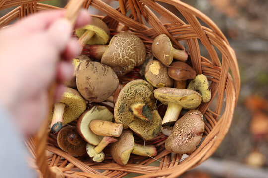 Basket of wild mushrooms in the hand of a mushroom picker close-up. A man holds a wicker basket filled with freshly picked tubular mushrooms (Xerocomellus chrysenteron). Autumn in the forest