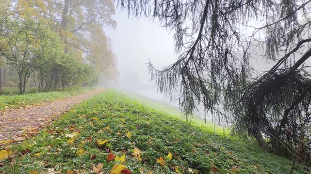 Pine branches hang over a misty slope in Catherine Park, Pushkin, Saint Petersburg. Yellow leaves rest on the green grass beside a quiet path. The calm autumn fog creates a serene mood.