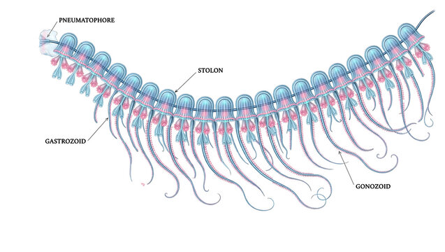 Detailed anatomical illustration of colonial siphonophore showing pneumatophore float, stolon stem, gastrozoid feeding polyps and gonozoid reproductive tentacles. Pelagic hydrozoan colony biology 