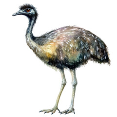 Fototapeta premium Watercolor illustration of Emu, isolated on white background