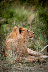 Young male African lion resting in grass with golden mane in Maasai Mara Kenya © Manel Vinuesa