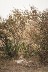 Cheetah resting in the shade of bushes in Maasai Mara National Reserve, Kenya © Manel Vinuesa