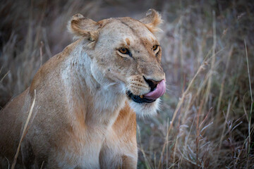 African lioness licking her nose with tongue in dry grass in Maasai Mara Kenya © Manel Vinuesa