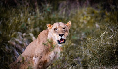 African lioness with open mouth looking at camera in dense vegetation in Maasai Mara Kenya © Manel Vinuesa