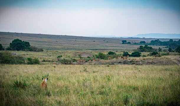 Lioness stalking a herd of Thomson's gazelles in the grassy savanna of Maasai Mara, Kenya