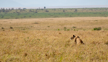 African lioness resting in tall golden grass overlooking vast Maasai Mara savanna in Kenya © Manel Vinuesa
