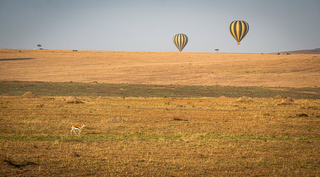 Two hot air balloons flying over the golden savanna with a Thomson's gazelle in Maasai Mara, Kenya