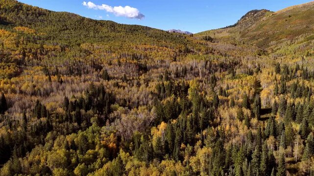 Aerial flyover of an aspen grove with yellow autumn leaves and some evergreens