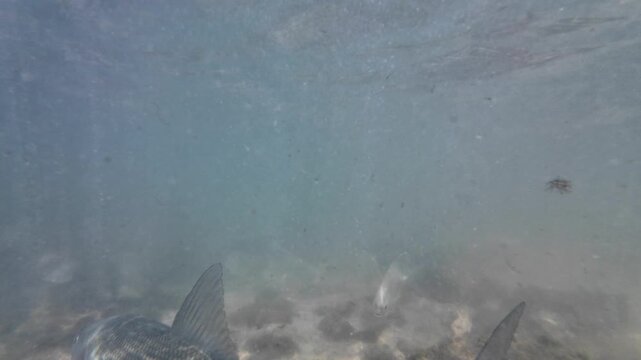 Underwater view of a bonefish appearing and disappearing through clear shallow Caribbean waters over a sandy seabed.