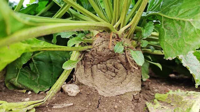 Close-Up Of Sugar Beet Root With Green Leaves In Agricultural Field Before Harvest
