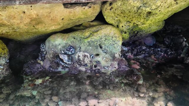 Authentic live edible bivalves attached to submerged intertidal stone formations along a vibrant tropical shoreline.