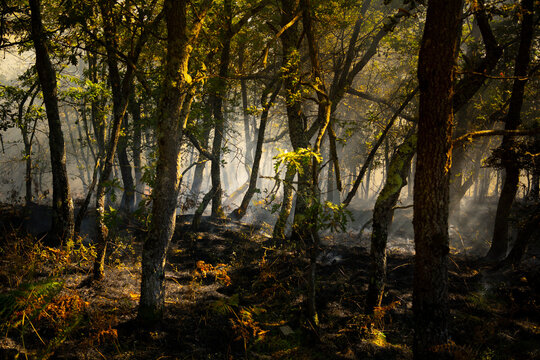 Resilient green oak trees surviving a low intensity surface forest fire