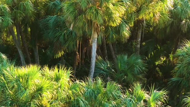 Florida subtropical jungles with green palm trees and wild vegetation in southern USA. Dense rainforest ecosystem