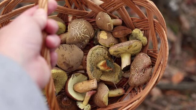 Freshly picked wild mushrooms in a wicker basket held by a mushroom picker's hand. Close-up of autumn mushroom harvest during a quiet hunt in the forest. Blurred forest background. Mushroom picking