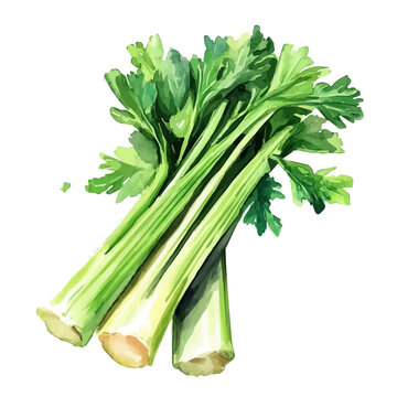 Detailed watercolor painting of Celery, isolated on white background