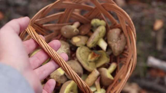 Basket of wild mushrooms in the hand of a mushroom picker close-up. A man holds a wicker basket filled with freshly picked tubular mushrooms (Xerocomellus chrysenteron). Autumn in the forest