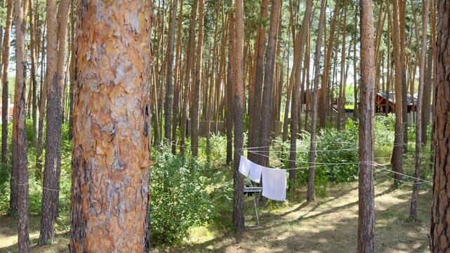 4K video of tall pine trees growing in a green forest in Borovoe, Burabay, Kazakhstan. Sunlit woodland scenery with straight tree trunks and lush vegetation.