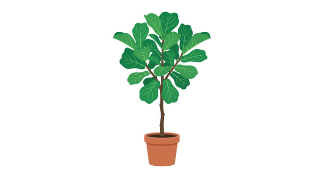 Fiddle leaf fig plant in a terracotta pot vector illustration