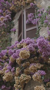 A vertical video of Bougainvillea growing on a building in the historic center of Sirmione, Italy