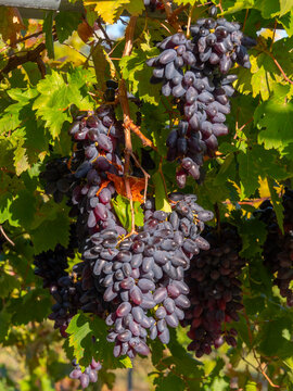 Moldovan Black Wine Grapes Growing on a Vine in Greece