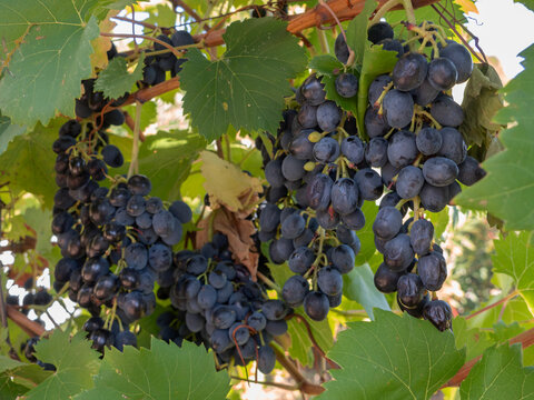Moldovan Black Wine Grapes Growing on a Vine in Greece