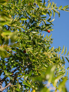 Ripe Jujube (Ziziphus jujuba) Berries Growing on a Tree in Greece