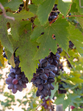 Moldovan Black Wine Grapes Growing on a Vine in Greece