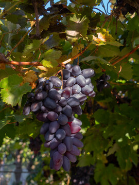 Moldovan Black Wine Grapes Growing on a Vine in Greece