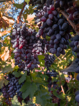 Moldovan Black Wine Grapes Growing on a Vine in Greece