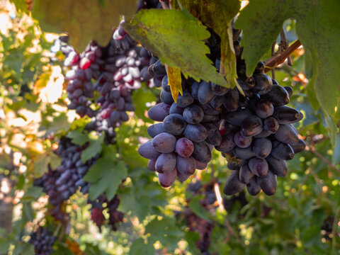 Moldovan Black Wine Grapes Growing on a Vine in Greece